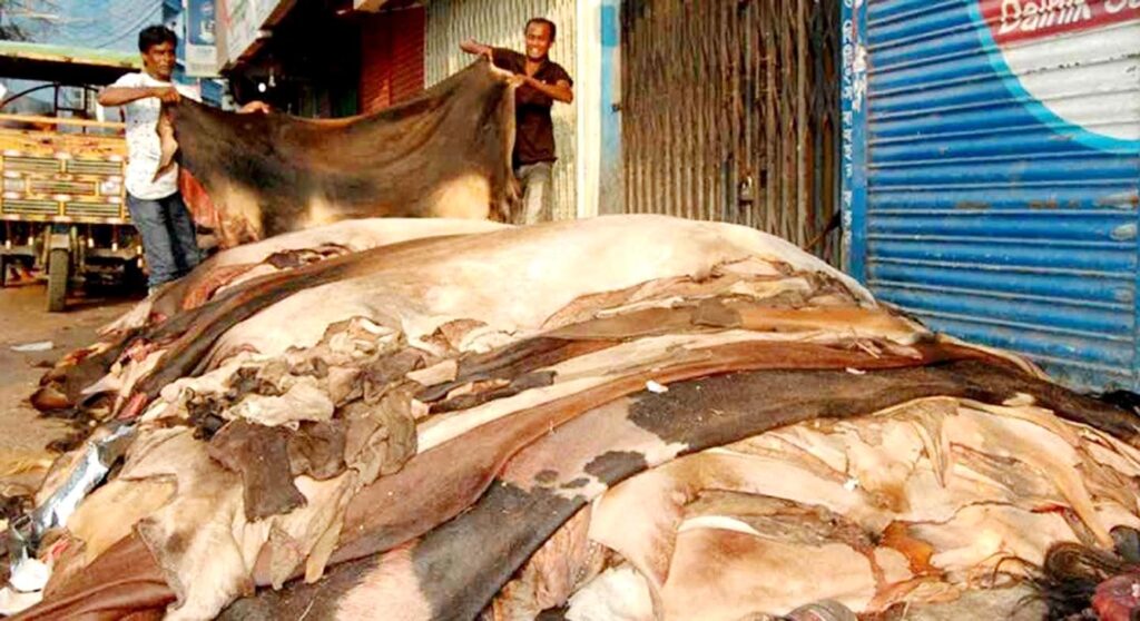 কোরবানির পশুর চামড়ার মূল্য নির্ধারণ করলো সরকার 1 1 15