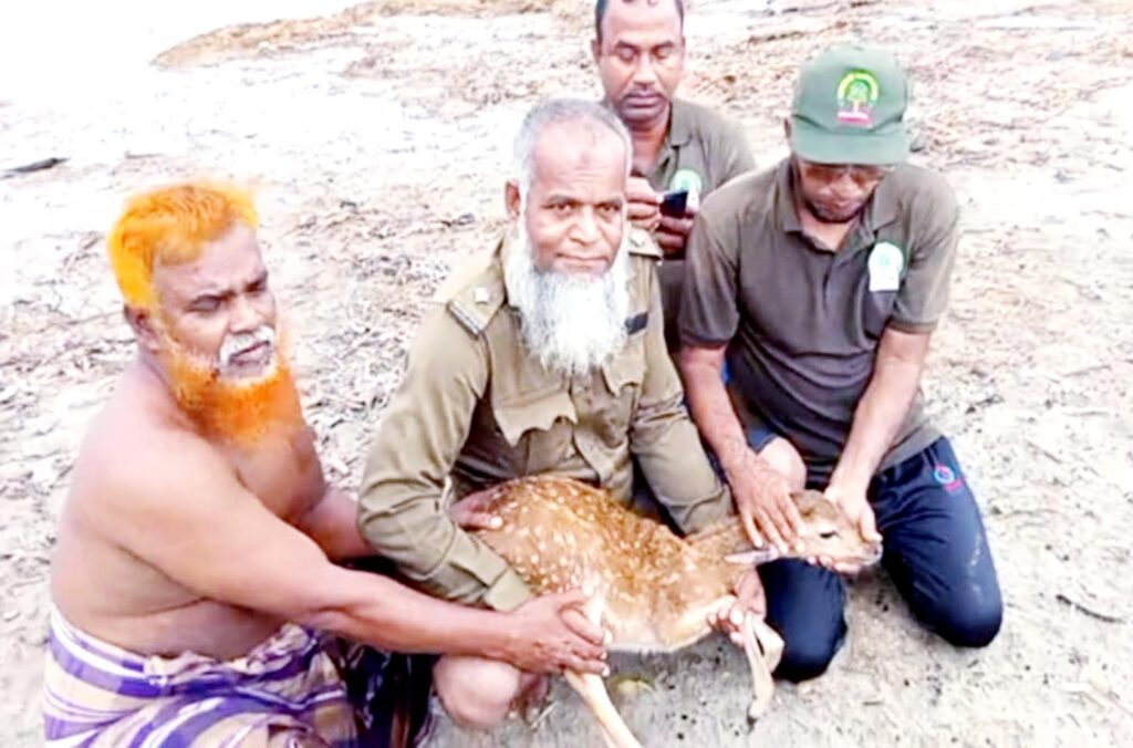 সুন্দরবনে করমজল বন্যপ্রাণী প্রজনন কেন্দ্রসহ নিম্নাঞ্চল প্লাবিত, হরিণ শাবক উদ্ধার 8 4 17