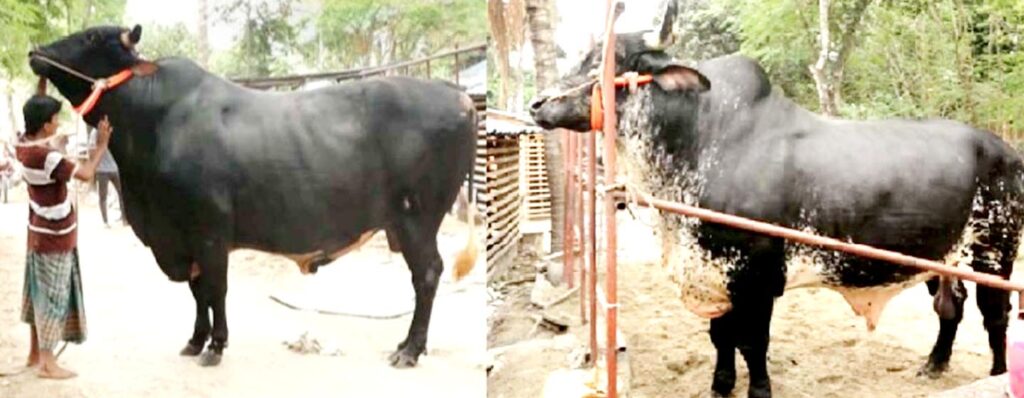 কোরবানির পশুহাটে এবার নজর কাড়ছে দেশ সেরা কুষ্টিয়ার ‘বাংলার ডন’ 1 6 14