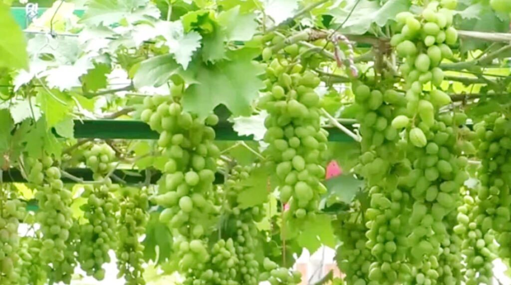 নাটোরে ছাদ বাগানে বিদেশি ফল চাষে সফলতা 10 6 4