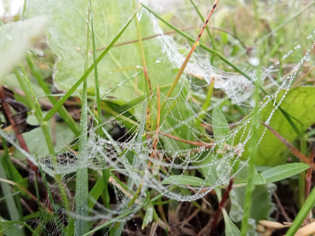 শিশির ভেজা ঘাস 2 শিশির ভেজা ঘাস