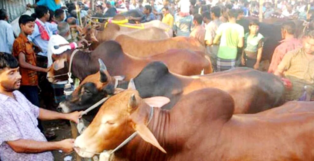 কেসিসির জোড়াগেট হাটে সাড়ে ৫১ কোটি টাকার পশু বিক্রি 10 2 5